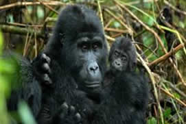 Rwanda Primate Safaris